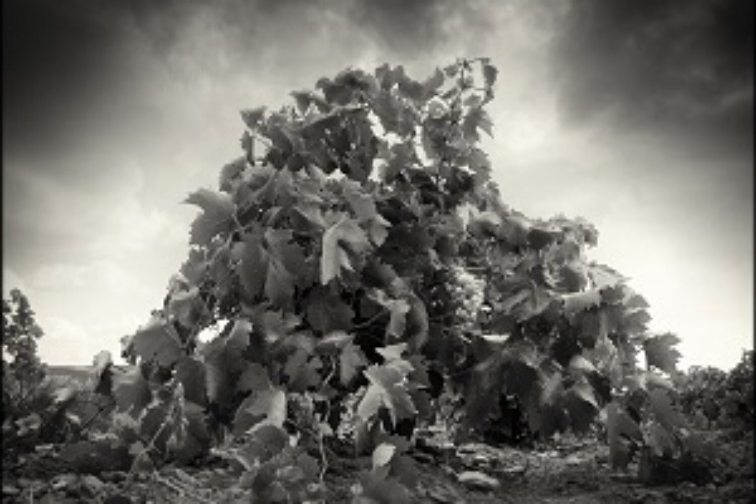 ilusión - La Mancha Excellent