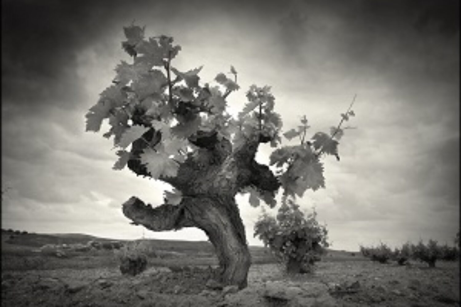 pasion - La Mancha Excellent