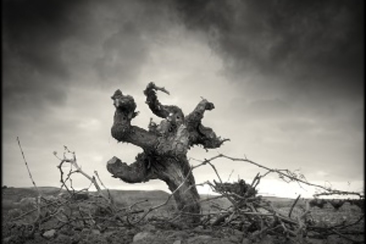 trabajo - La Mancha Excellent